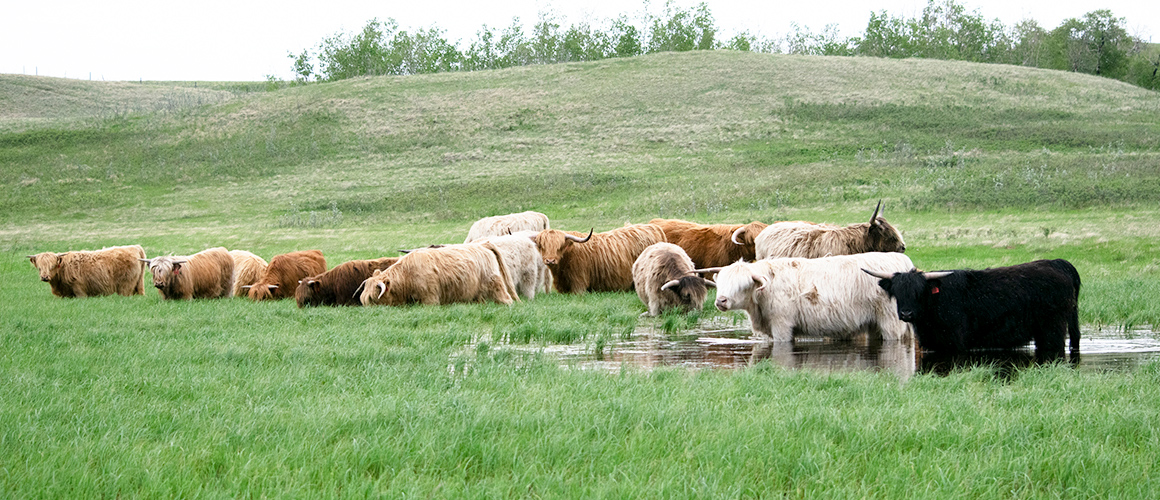 Highland Cattle Society