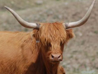 Bairnsley Highlands - Why Breed Highland Cattle